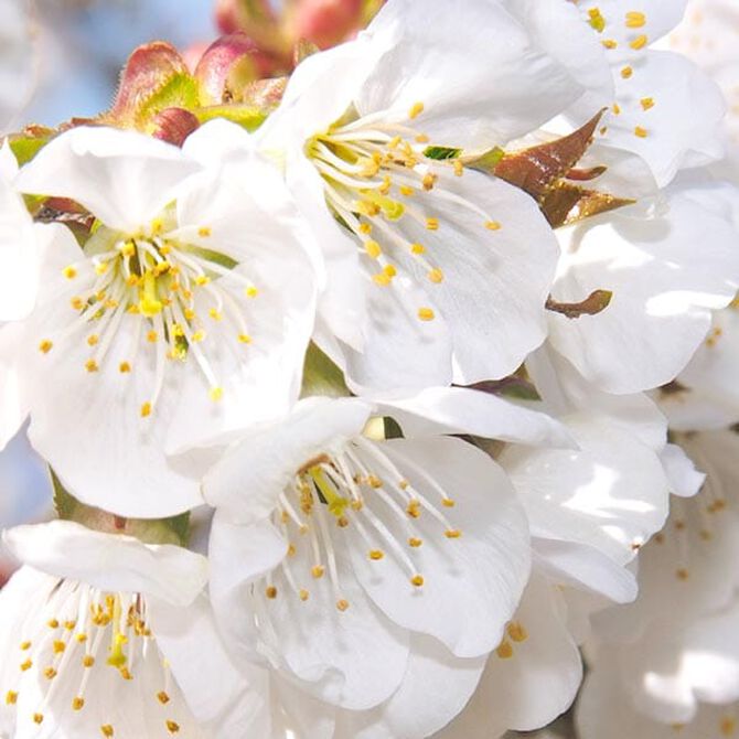 Cherry Blossoms