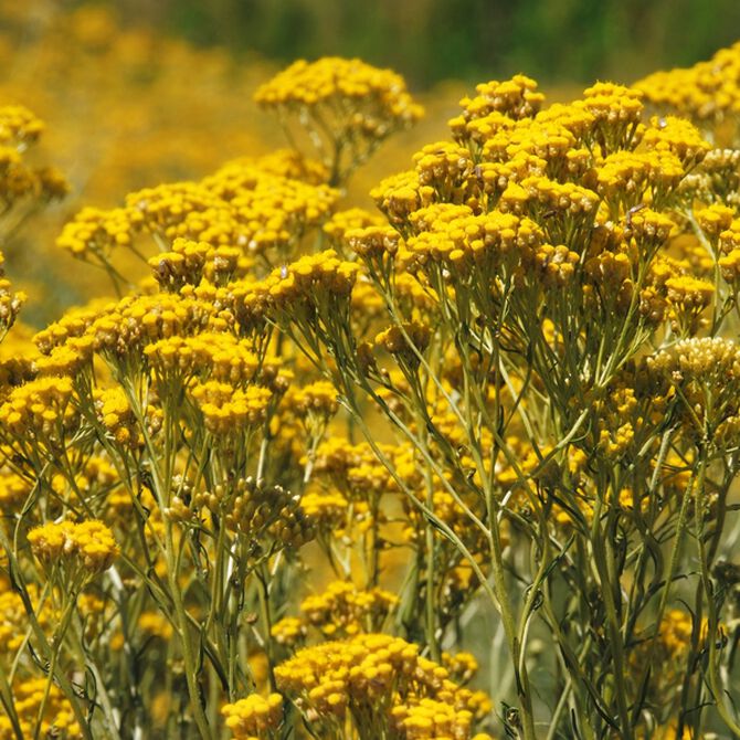 Immortelle flowers
