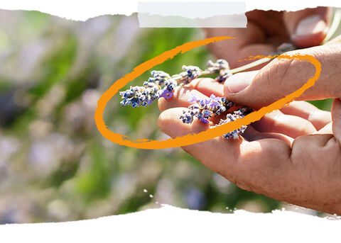 provence - L'OCCITANE