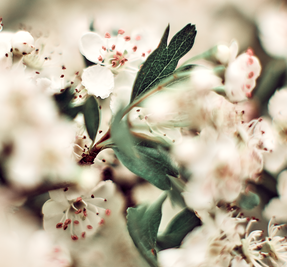 Forgotten Flowers
