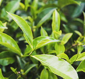 Green Tea