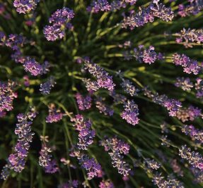 Lavender