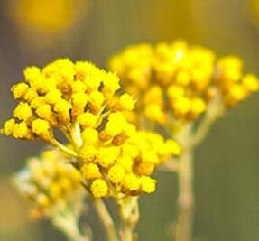 Immortelle Divine