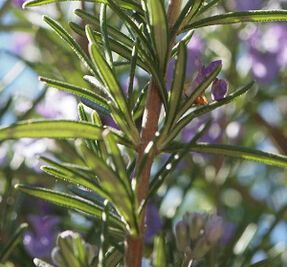 Aromachologie