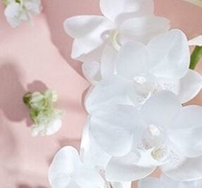 Néroli & Orchidée
