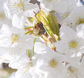 Cherry Blossom
