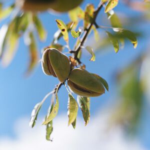 Almond Shower Oil Refill Duo, US (2) | L’Occitane en Provence
