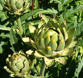 Artichoke