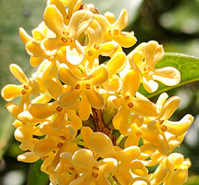 Osmanthus