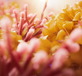 Immortelle Harmonie