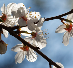 Almond